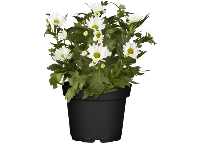 Chrysanthemum indicum, weiß