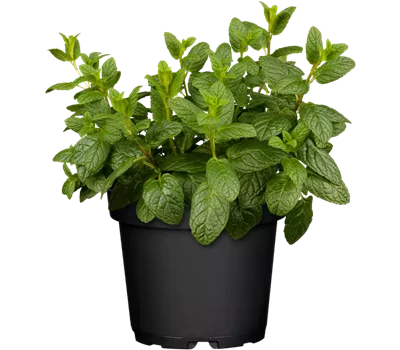 Mentha spicata 'Hugo'