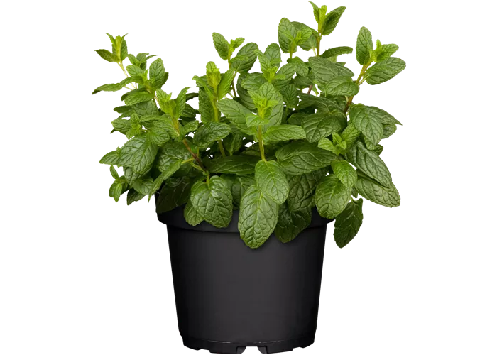 Mentha spicata 'Hugo'