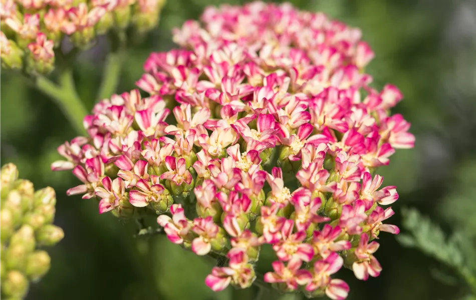 Achillea millefolium 'Milly Rock Rose'