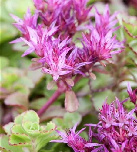 Sedum spurium 'Purpurteppich'