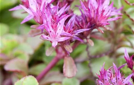 Sedum spurium 'Purpurteppich'