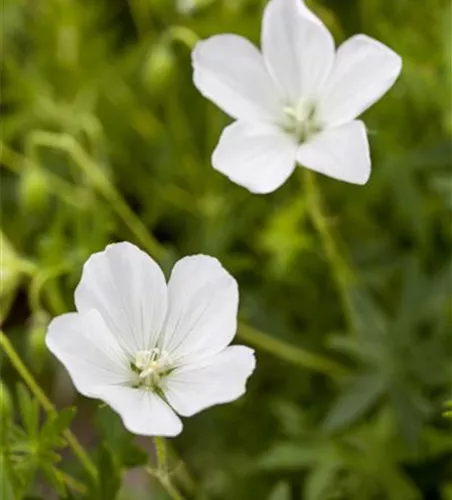 Geranium sanguineum 'Album'