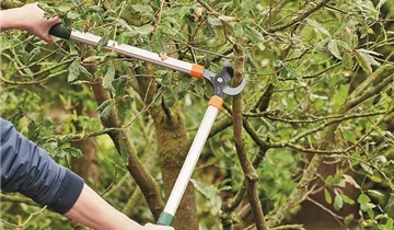 Zum Vergrößern klicken Bildvorschau