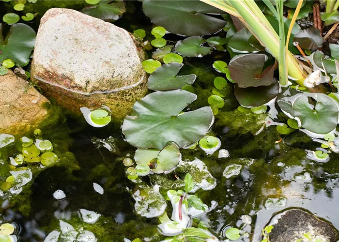 Wasserpflanzen