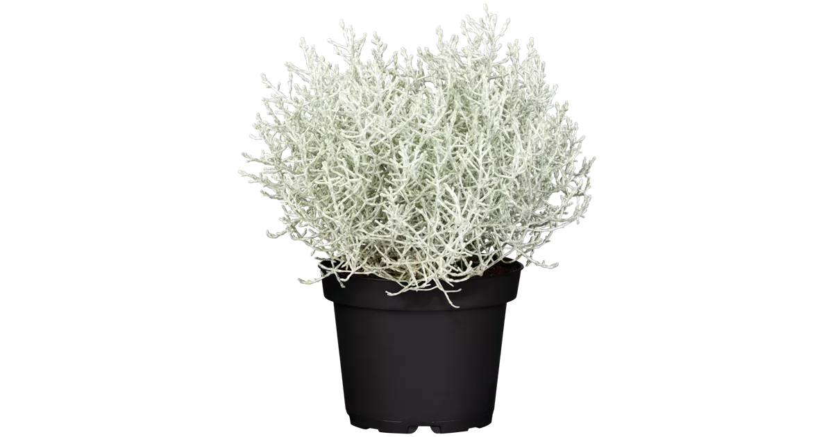 Calocephalus brownii, Silberkrbchen; Stacheldraht, Pflanzen Online und vor  Ort kaufen - 1A Garten Ammer