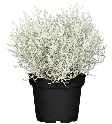 Calocephalus brownii