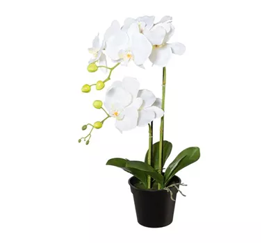Phalaenopsis im Topf 55cm weiß Phalaenopsis im Topf 55cm weiß