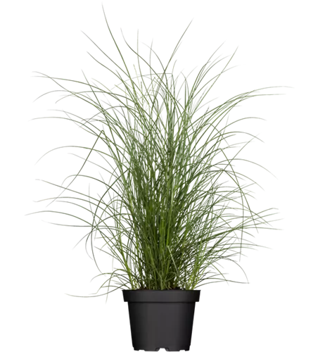 Miscanthus sinensis 'Kleine Silberspinne'