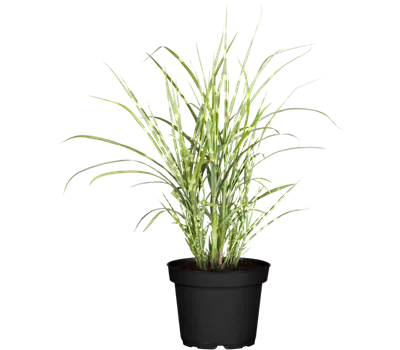 Miscanthus sinensis 'Strictus'