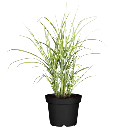 Miscanthus sinensis 'Strictus'