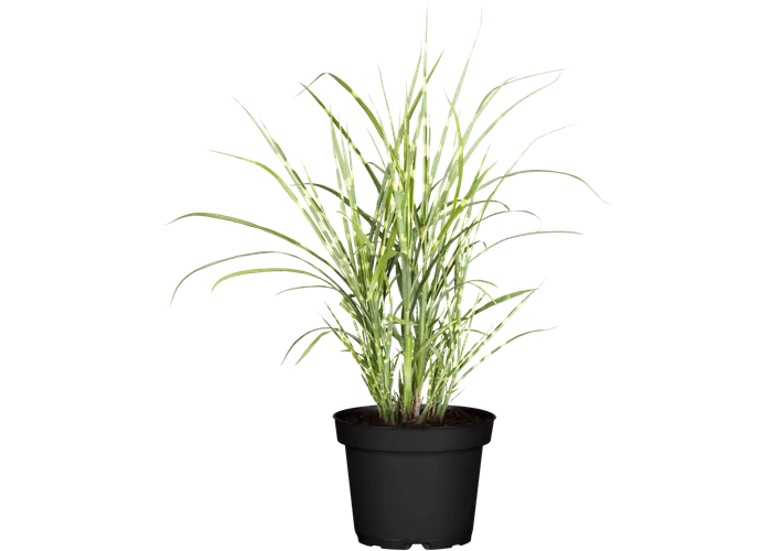 Miscanthus sinensis 'Strictus'