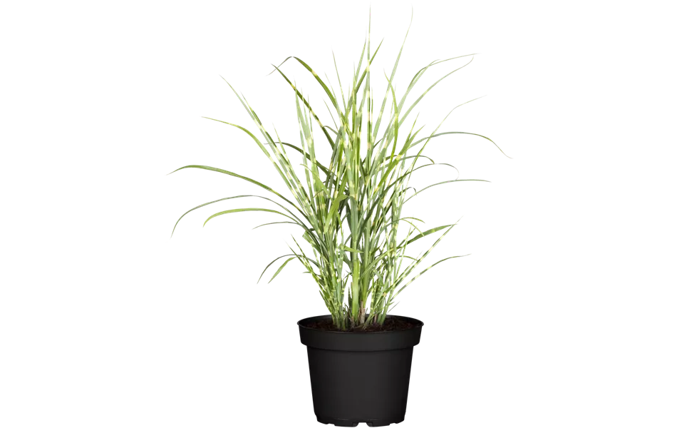 Miscanthus sinensis 'Strictus'