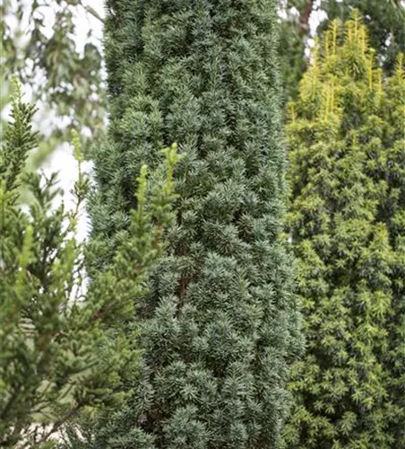 Taxus baccata 'Fastigiata Robusta'