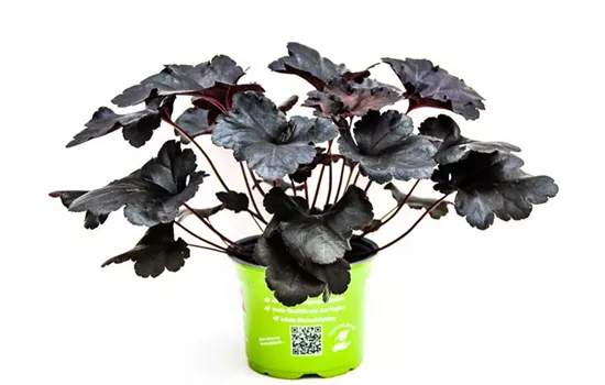 Heuchera 'Black Pearl'