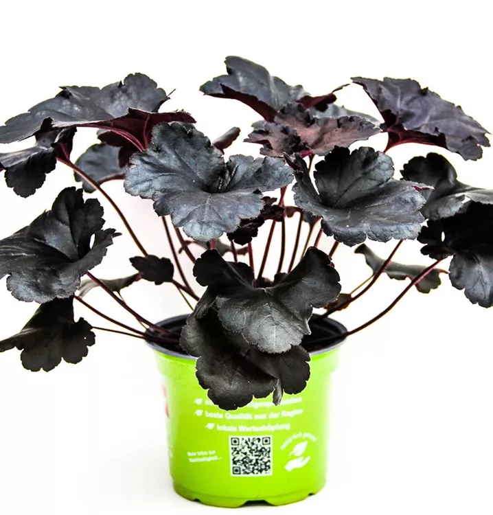 Purpurglöckchen 'Black Pearl'