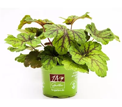 Heuchera villosa 'Electra'®