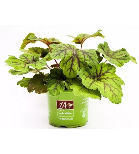 Heuchera villosa 'Electra'®