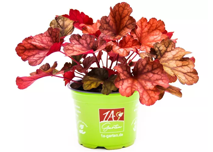 Heuchera 'Paprika'