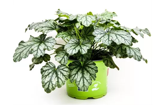 Heuchera 'Paris'