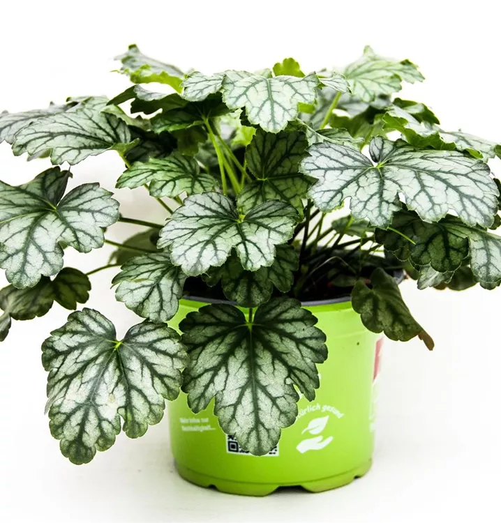 Purpurglöckchen 'Paris'