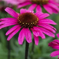 Echinacea 'Mooodz'®