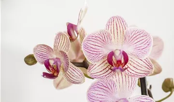 1A Garten Ammer
