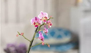 1A Garten Ammer