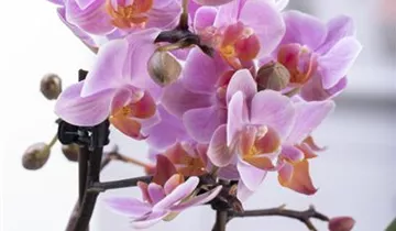 1A Garten Ammer