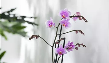 1A Garten Ammer