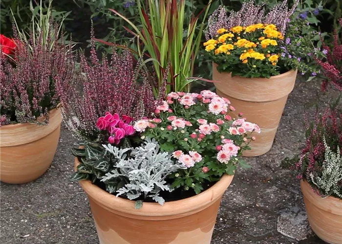 Der schöne Balkonkasten im Herbst: es muss nicht immer grau in grau sein! Der schöne Balkonkasten im Herbst: es muss nicht immer grau in grau sein!