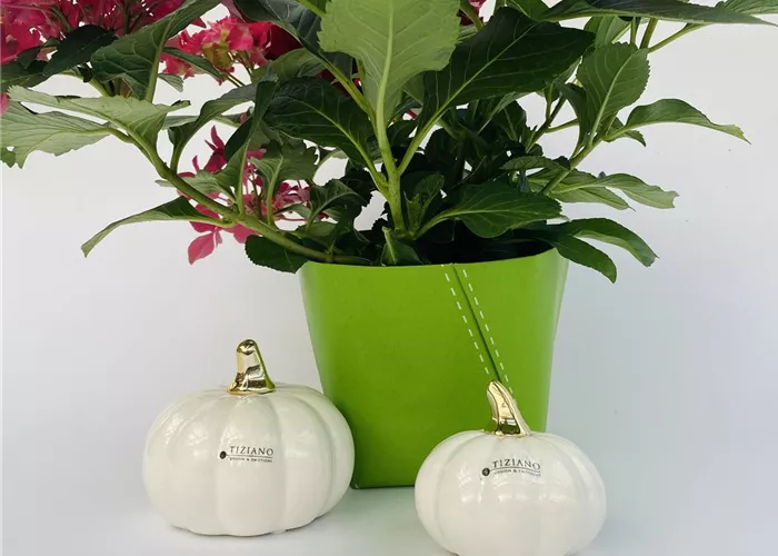 Minikürbis Boglia creme