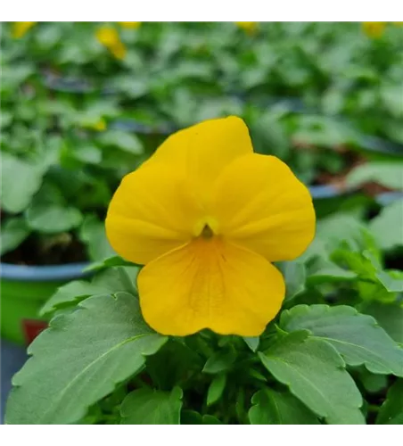 Viola cornuta, Gelb