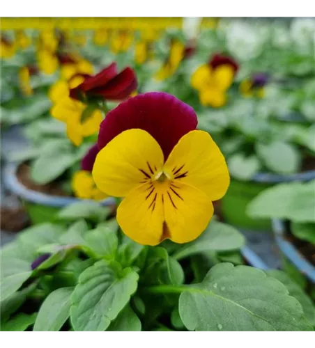 Viola cornuta, Gelb / Rot