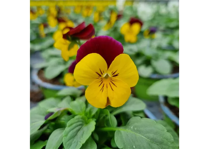Viola cornuta, Gelb / Rot