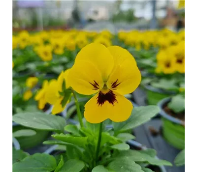 Viola cornuta, Gelb mit dunkler Mitte