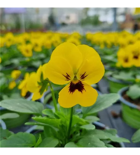 Viola cornuta, Gelb mit dunkler Mitte