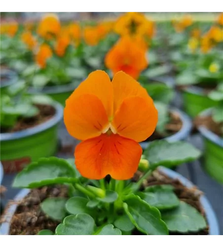 Viola cornuta, Orange