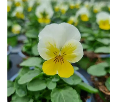 Viola cornuta, Gelb / Weiß