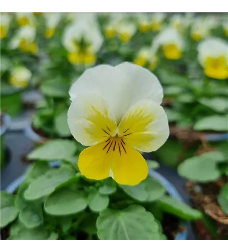Viola cornuta, Gelb / Weiß