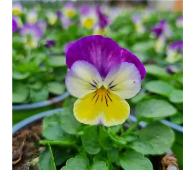 Viola cornuta, Weiß / Rosa / Gelb
