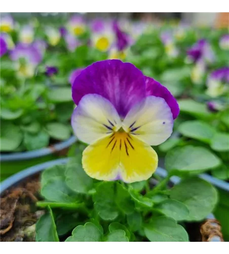 Viola cornuta, Weiß / Rosa / Gelb