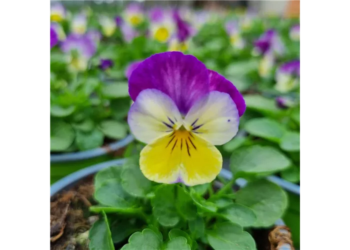 Viola cornuta, Weiß / Rosa / Gelb