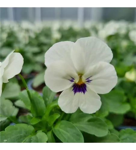 Viola cornuta, Weiß mit dunkler Mitte