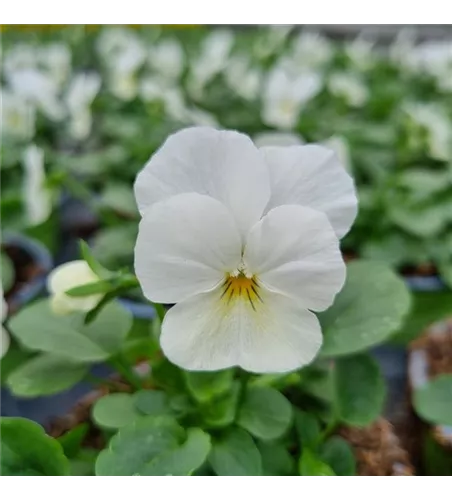 Viola cornuta, Weiß mit gelber Mitte
