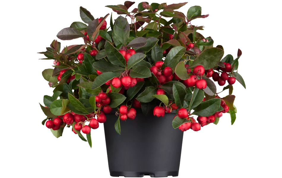 Gaultheria procumbens