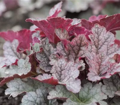 Heuchera 'Forever Purple'