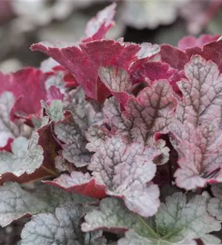 Heuchera 'Forever Purple'