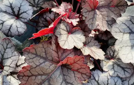 Heuchera 'Glitter'