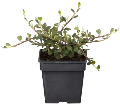 Cotoneaster procumbens 'Queen of Carpets'